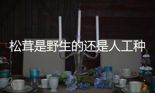 还是种的人工松茸是野生的