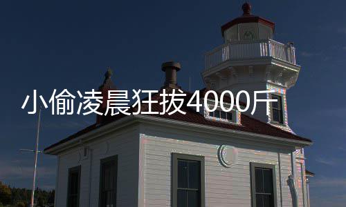 小偷效与狂拔么的功作用凌晨头 芋头斤芋是什